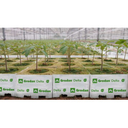 Grodan Delta kostka z wełny mineralnej 10x10x6,5cm z otworem 27mm