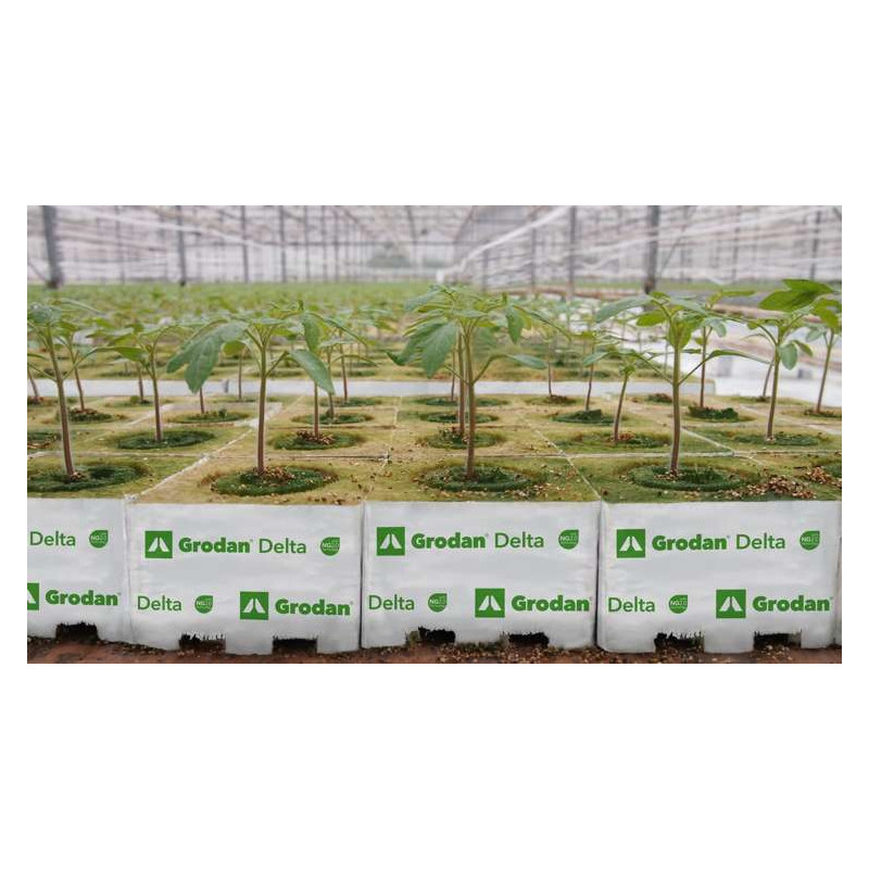 Grodan Delta kostka z wełny mineralnej 10x10x6,5cm z otworem 27mm