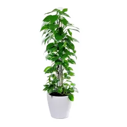 Plastikowy palik / podpórka do roślin - 3 x 50cm (idealna do zastosowania z mchem Spagnum)