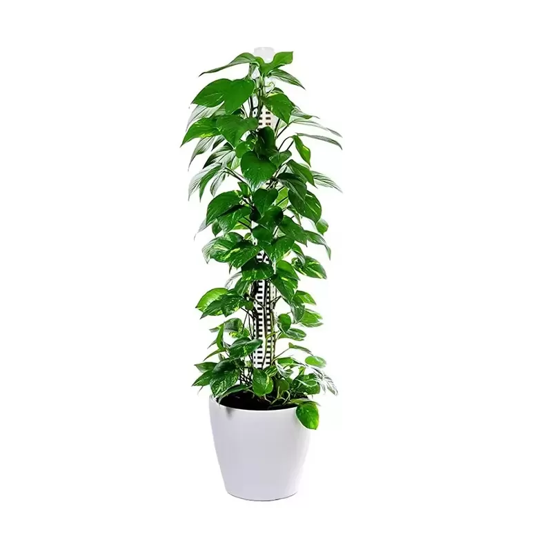 Plastikowy palik / podpórka do roślin - 3 x 50cm (idealna do zastosowania z mchem Spagnum)