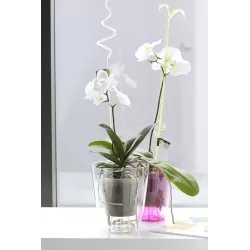 Prosperplast Coubi Orchid 2,4L - Doniczka okrągła przezroczysta do orchidei / storczyków fi 16cm Prosperplast Coubi Orchid 2,4L - Doniczka okrągła przezroczysta do orchidei / storczyków fi 16cm