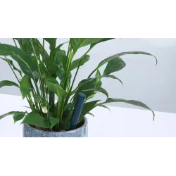 iBebot SoilQuality – inteligentny czujnik wilgotności i EC gleby | data logger