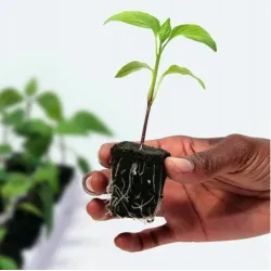 Growth Technology Root Riot Tray 77 - kostki gąbki torfowe do sadzonek / klonów taca 77szt