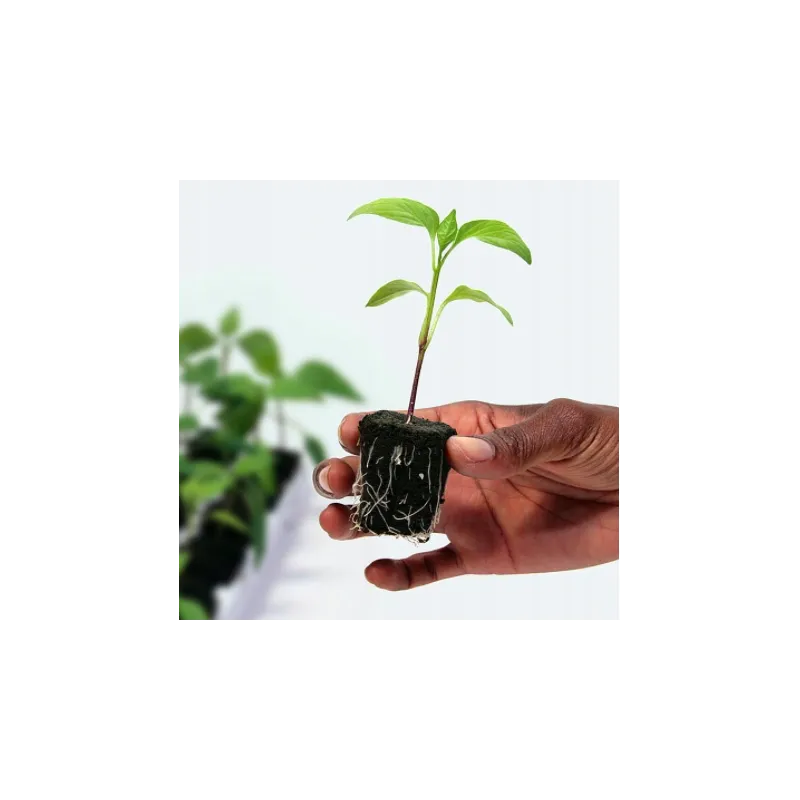 Growth Technology Root Riot Tray 77 - kostki gąbki torfowe do sadzonek / klonów taca 77szt