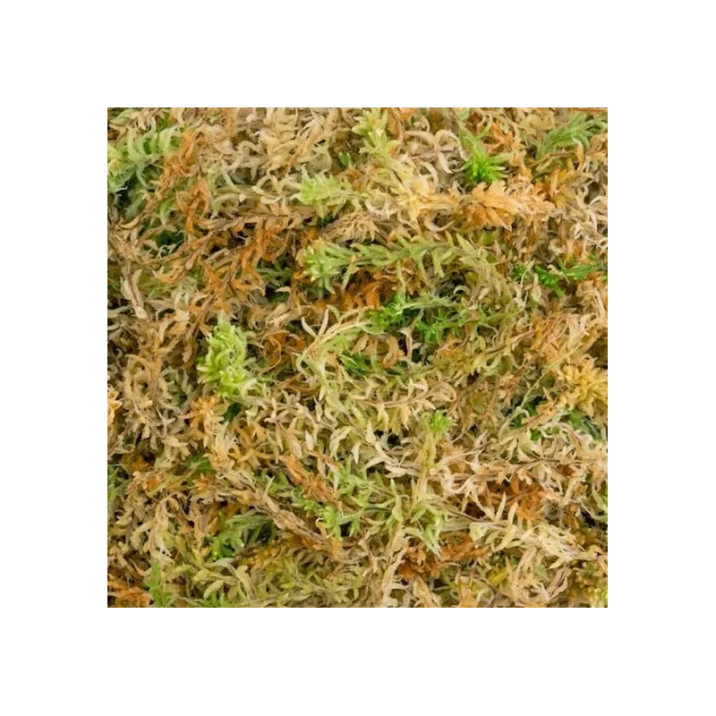 Besgrow Mech torfowiec Sphagnum Spagmoss Premier AAA 150G 12L