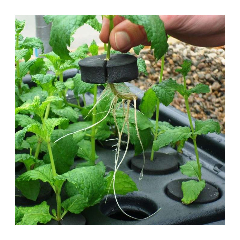Nutriculture NC Propagator Aero/Hydro X-Stream 80, 77x61x44cm Nutriculture NC Propagator Aero/Hydro X-Stream 80, 77x61x44cm