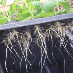 Nutriculture NC Propagator Aero/Hydro X-Stream 80, 77x61x44cm Nutriculture NC Propagator Aero/Hydro X-Stream 80, 77x61x44cm