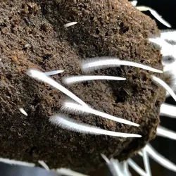 Plant Success King Crab 100ml – naturalny stymulator korzeni i gleby, zwiększa fosfor