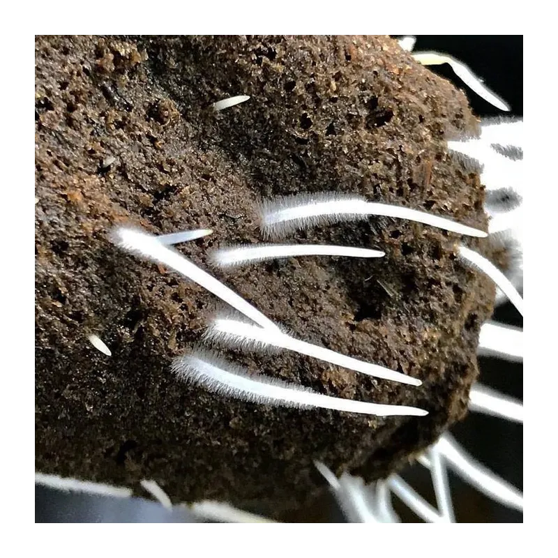 Plant Success King Crab 100ml – naturalny stymulator korzeni i gleby, zwiększa fosfor