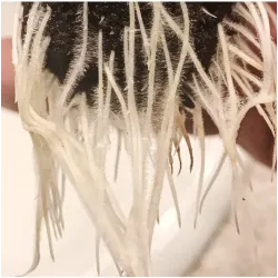 Plant Success King Crab 100ml – naturalny stymulator korzeni i gleby, zwiększa fosfor