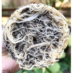 Plant Success King Crab 100ml – naturalny stymulator korzeni i gleby, zwiększa fosfor