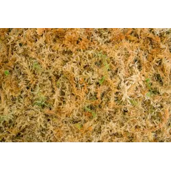 Besgrow Mech torfowiec Sphagnum Spagmoss Blended 500G 40L