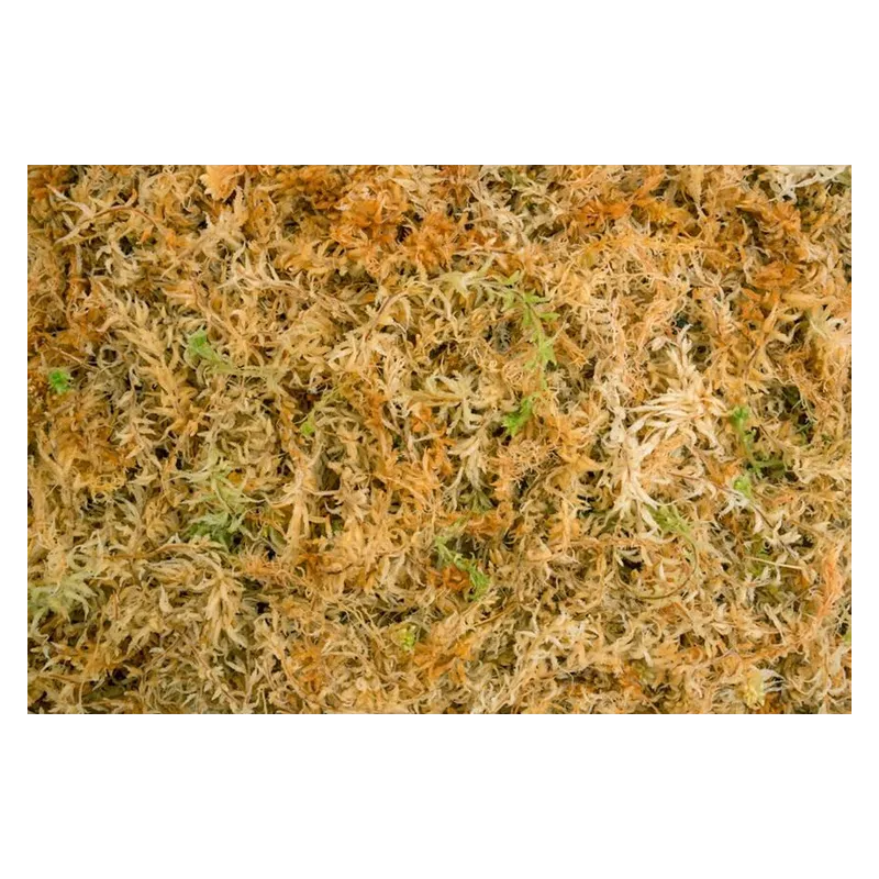 Besgrow Mech torfowiec Sphagnum Spagmoss Blended 500G 40L