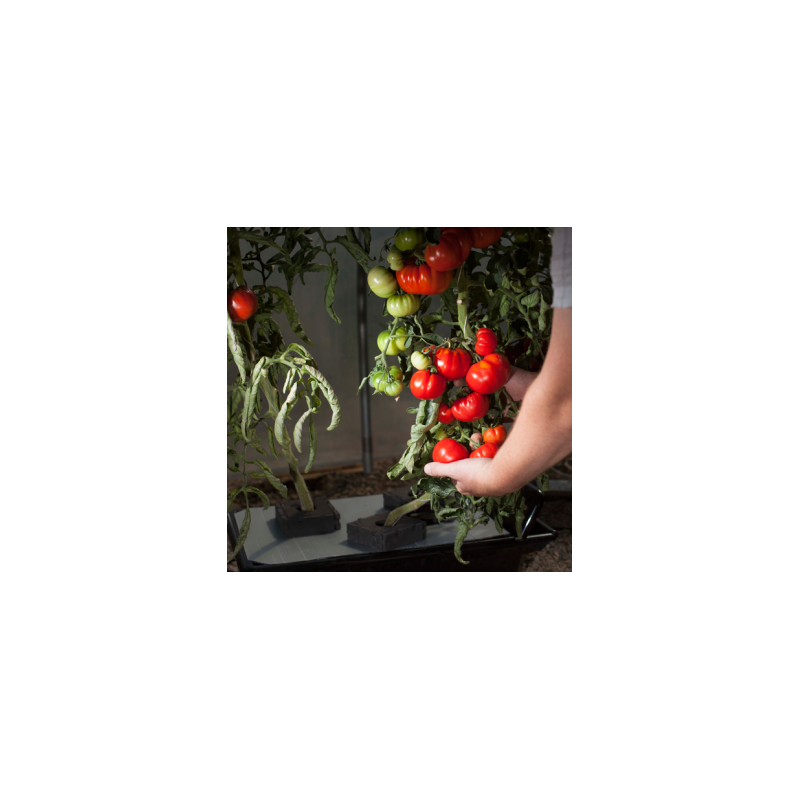 System hydroponiczny NFT GRO-TANK Nutriculture 80L 210x53xh21cm System hydroponiczny NFT GRO-TANK Nutriculture 80L 210x53xh21cm