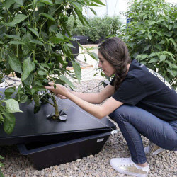 System hydroponiczny NFT GRO-TANK Nutriculture 80L 210x53xh21cm System hydroponiczny NFT GRO-TANK Nutriculture 80L 210x53xh21cm
